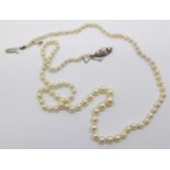 A cultured pearl necklace