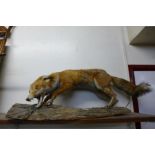 A taxidermy fox