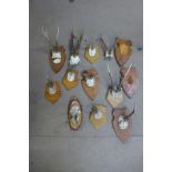 Assorted mounted roebuck antlers