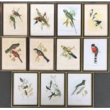 A collection of ornithological lithographs; Gould & Richter 'Platycercus Icterotis', 'Nectarinia