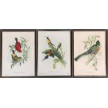 After John Gould and Henry C. Richter, three lithograph bird studies, Nectarinia Gouldiae; Trogon