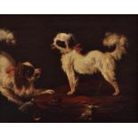 French School, 18th century. Two lap dogs with red ribbon collars, one baiting another stood on an