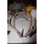 A large pair of antlers