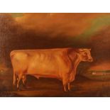 English school early 20th Century, study of a prize bull standing in a landscape, oil on canvas laid