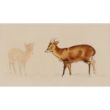 Eileen Soper, study of Muntjac deer, 12cm x 20cm