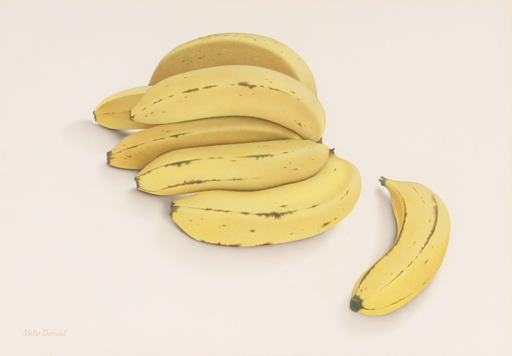 Miles Daniel, study of bananas egg tempera dated 1