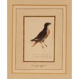 H G L Reichenbach, study of a jackal buzzard, sign