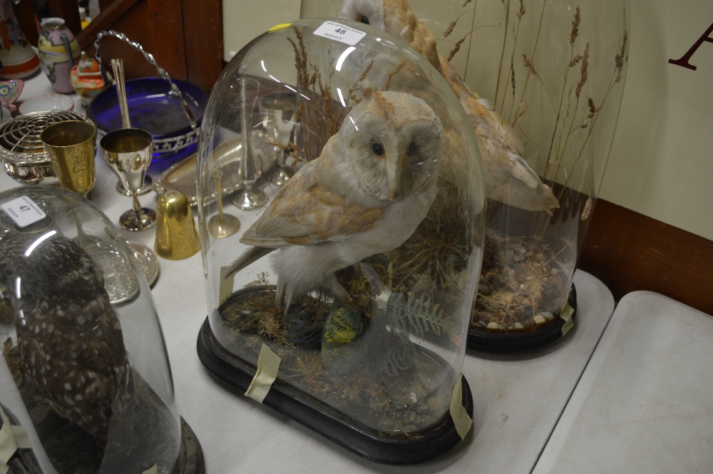 An early 20th Century taxidermy barn owl in glass