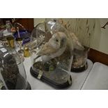 An early 20th Century taxidermy barn owl in glass