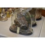 An early 20th Century taxidermy tawny owl in glass