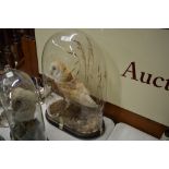 An early 20th Century taxidermy barn owl in glass