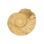 A large and unusual ammonite fossil, 54cm x 50cm in extremes - some damage