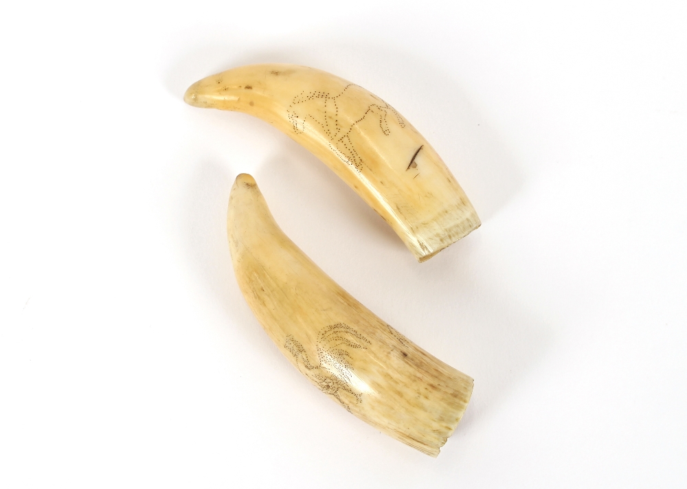 A pair of scrimshaw decorated teeth, with figure and animal decoration
