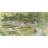 Peter Partington, study of grebe, signed watercolo