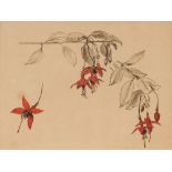 Randolf Schwabe RWS 1885 - 1948, study of fuchsias