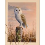 Mark Chester, "Resting Barn Owl", signed watercolo
