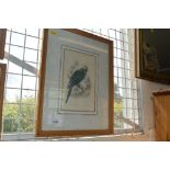 A framed print entitled 'The Ground Parakeet'