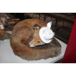 A taxidermy study of a fox (missing an ear)