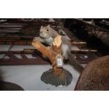 A taxidermy study of a grey squirrel