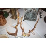 A pair of stag antlers and a single similar