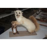 A taxidermy study of a pole cat