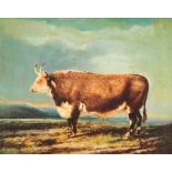 J Whitmore, study of a long horned bull standing in a landscape, signed oil on canvas, 32cm x 42cm