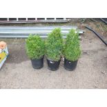 Three planters and contents of evergreens