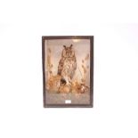 A cased and preserved long eared owl