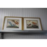 Two gilt framed prints of exotic birds