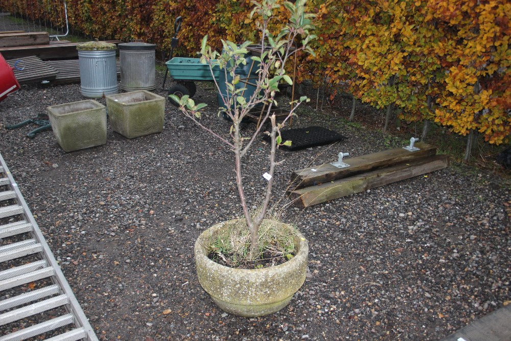 A concrete planter and contents