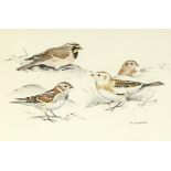 R.A. Richardson, watercolour and pencil study of birds, signed, 24cm x 36cm