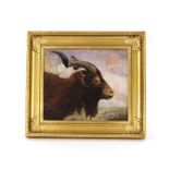 English school 19th Century, study of a billy goat's head, unsigned oil on panel, 30cm x 36cm
