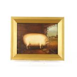J. Box, 20th Century, study of a prize pig in a sty, signed oil on canvas laid on board, 19cm x