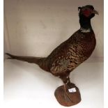 A taxidermy pheasant 50cm high on wooden plinth