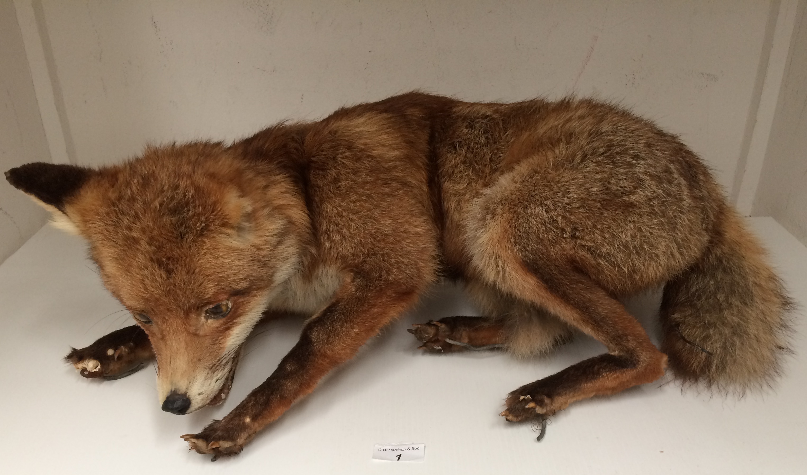 A taxidermy fox