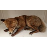 A taxidermy fox