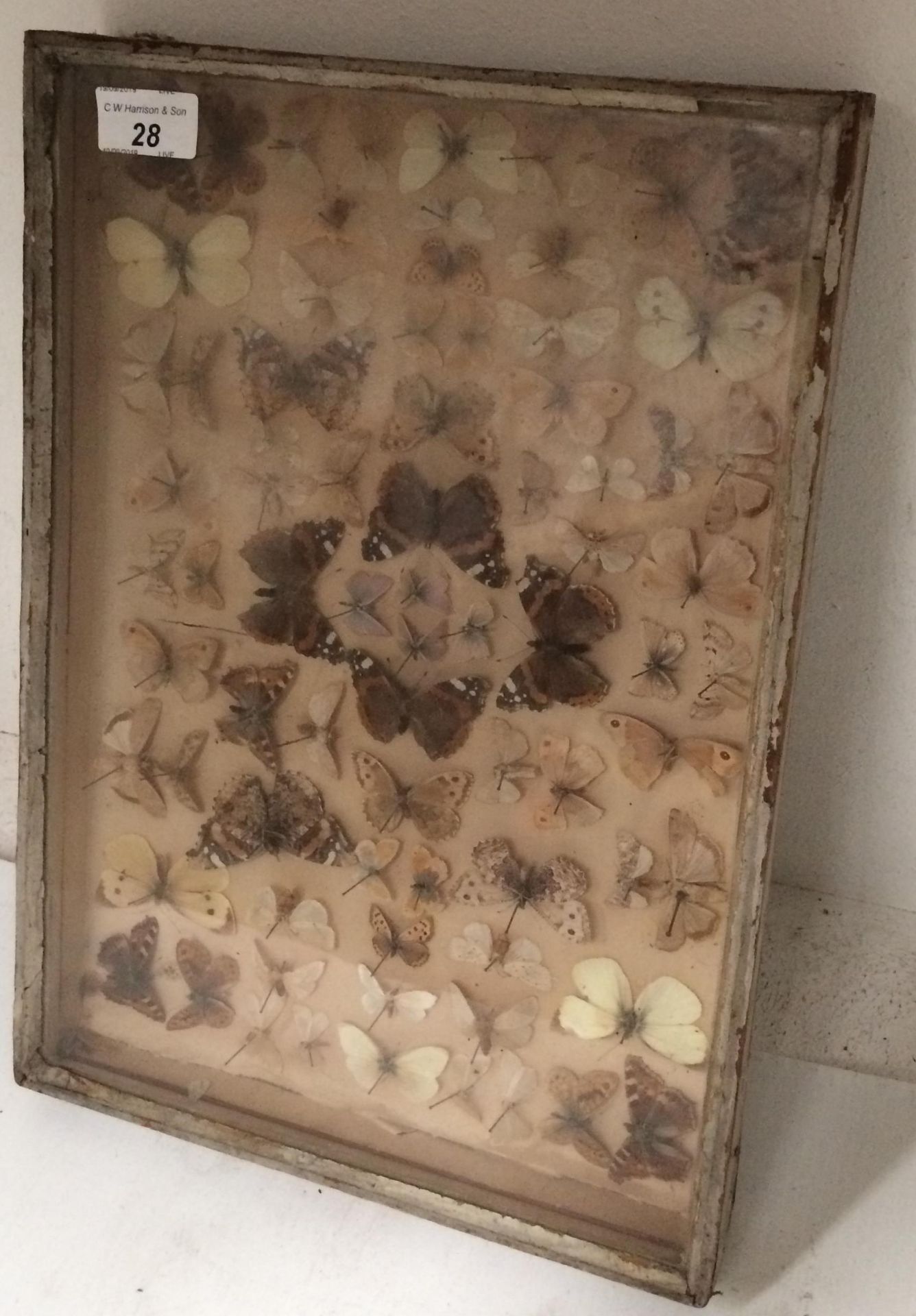 A collection of taxidermy butterflies in display case