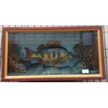A taxidermy perch set in wooden display case 60 x 30cm