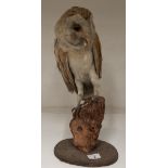 A taxidermy barn owl on wooden perch 45cm high