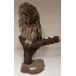 A taxidermy tawny owl on wooden perch 40cm high (please note damage to head of owl)