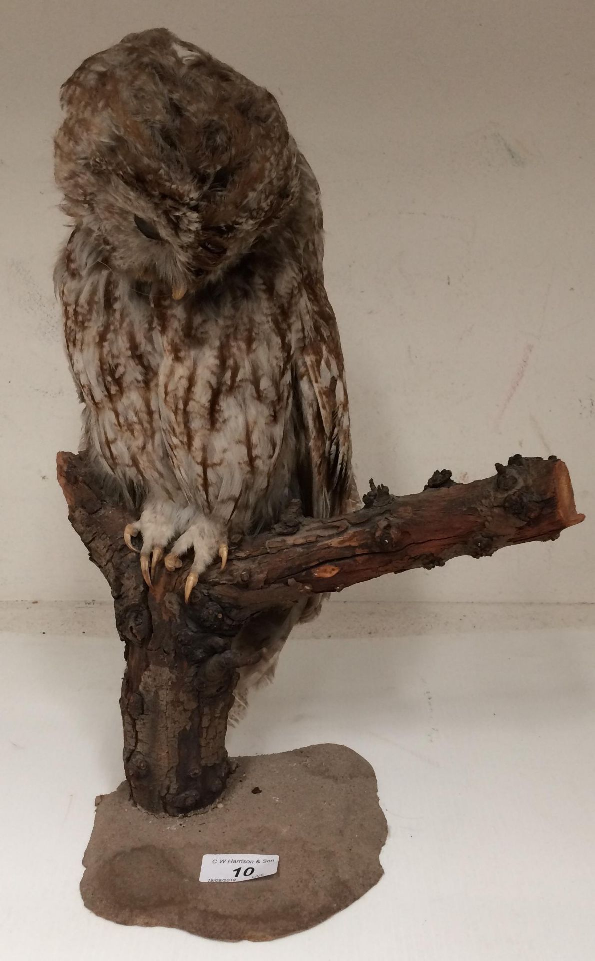 A taxidermy tawny owl on wooden perch 40cm high (please note damage to head of owl)