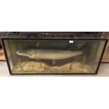 A taxidermy pike set in a wooden display case 46 x 108cm (pike 13lb 2oz caught by Roger,
