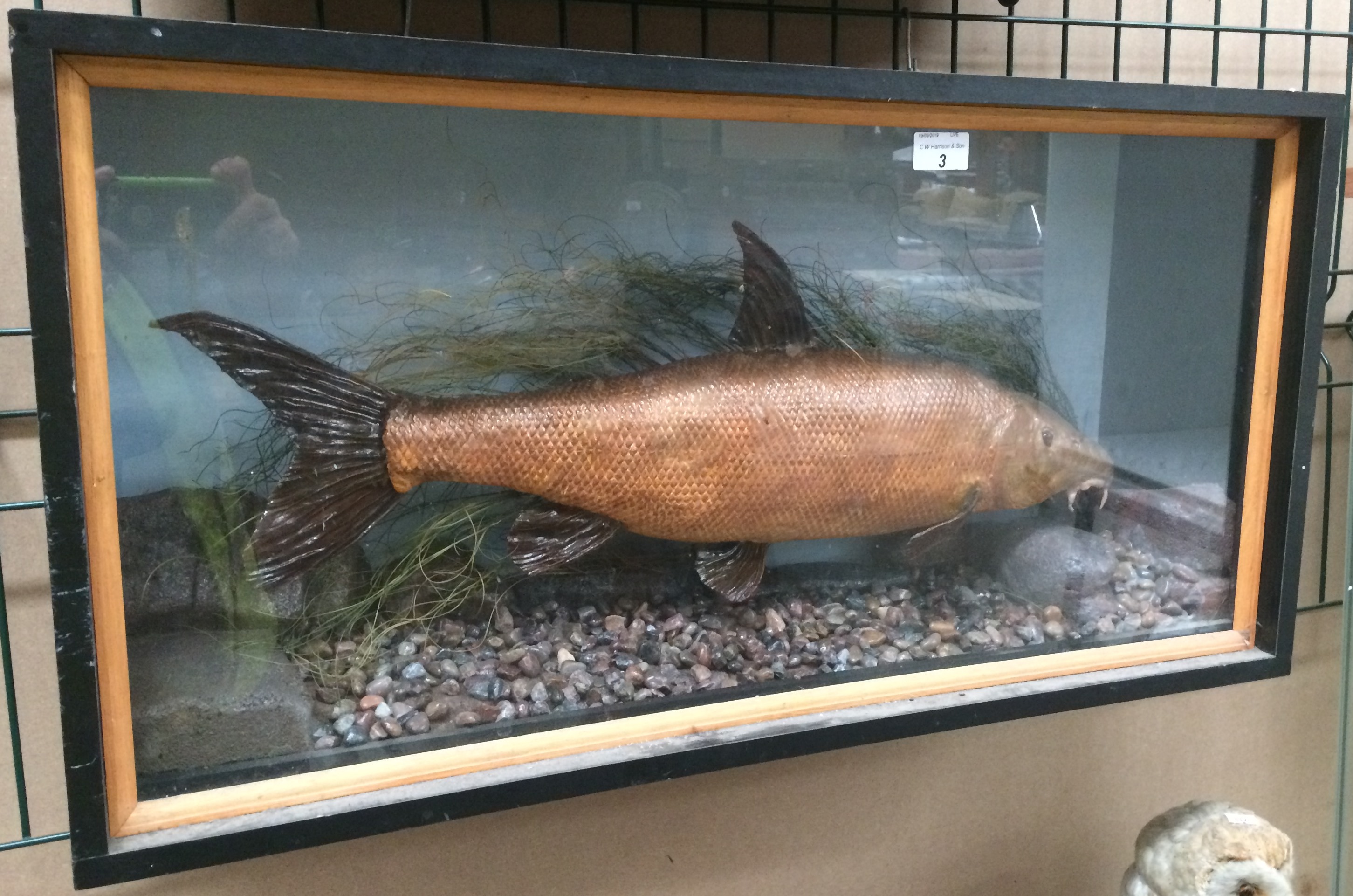 A taxidermy barbel set in a wooden display case 40 x 76cm