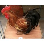 A taxidermy cockerel 30cm high