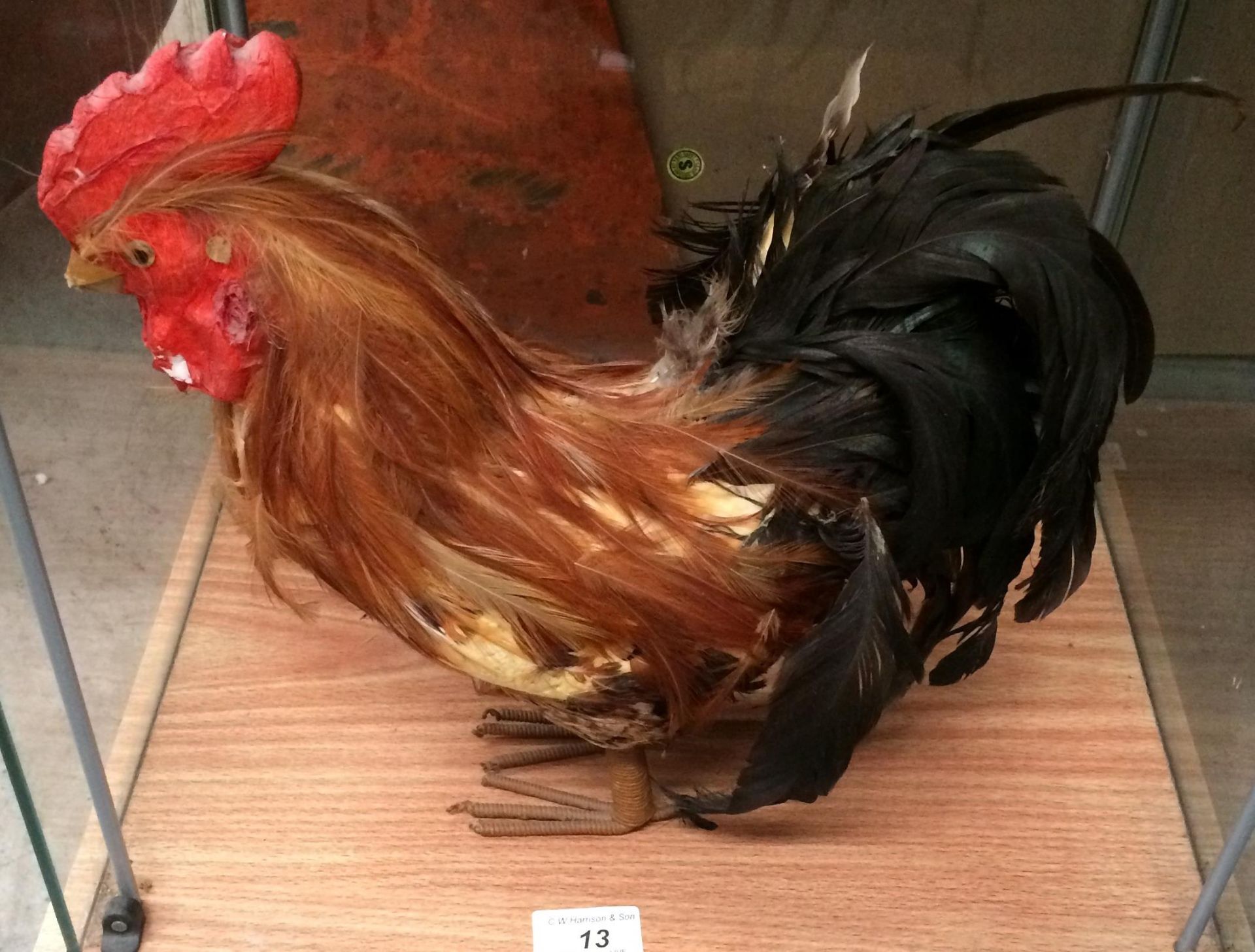 A taxidermy cockerel 30cm high