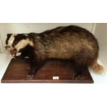 A taxidermy badger 60cm long on wooden plinth