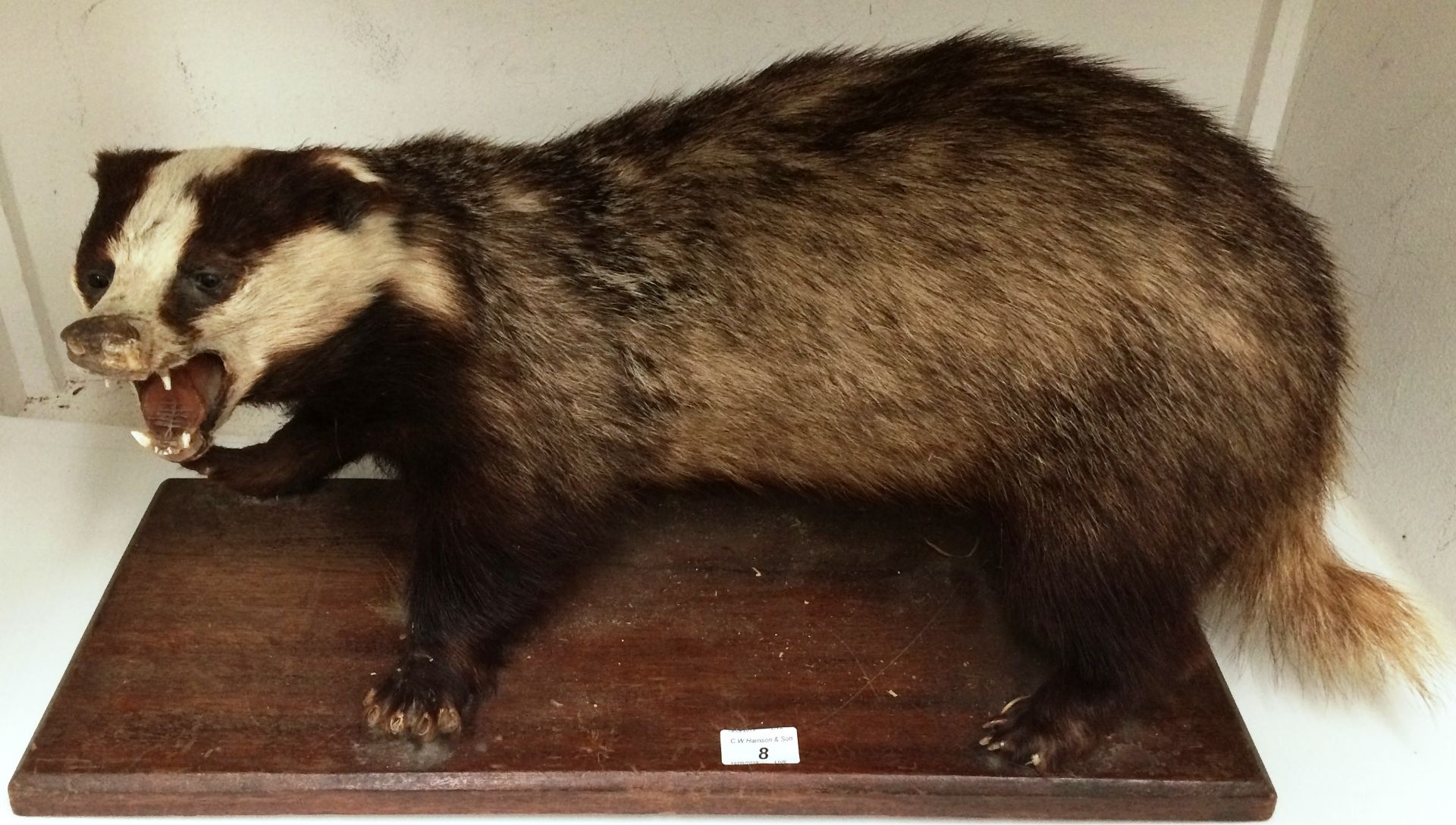 A taxidermy badger 60cm long on wooden plinth