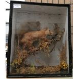 A taxidermy red squirrel on wooden perch set in a wooden display case