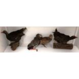 Four taxidermy items - grey parrot,