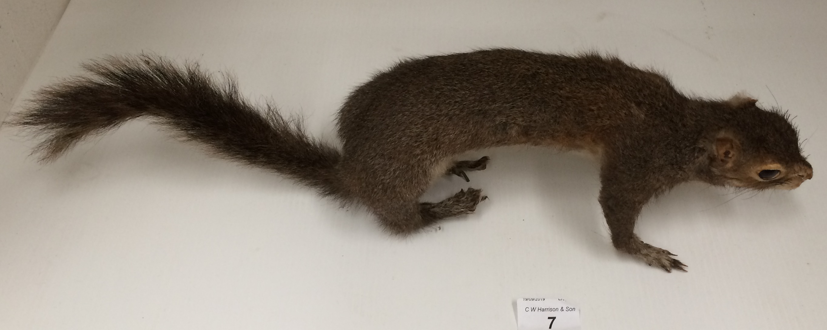 A taxidermy grey squirrel 50cm long